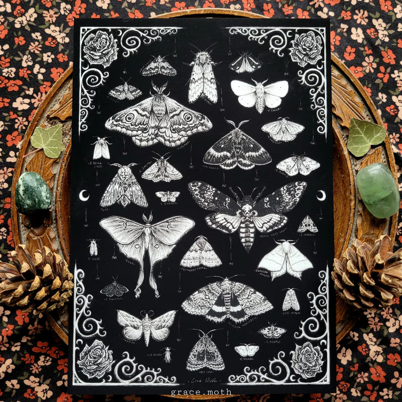 Black Moth Treasures - A5 Art Print