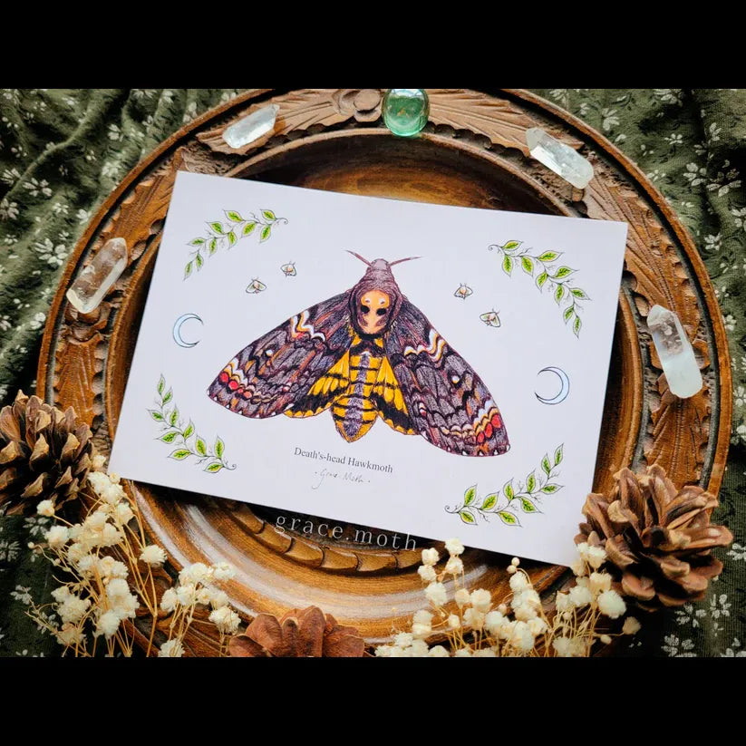 Deaths Head Hawk Moth - A6 Print