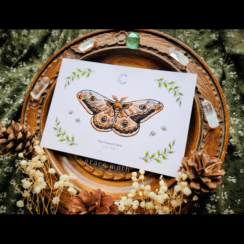 Emperor Moth - A6 Print