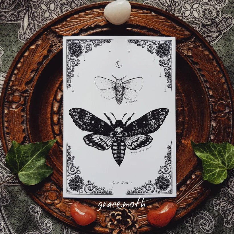 Death Head Hawk Moth - A6 Print