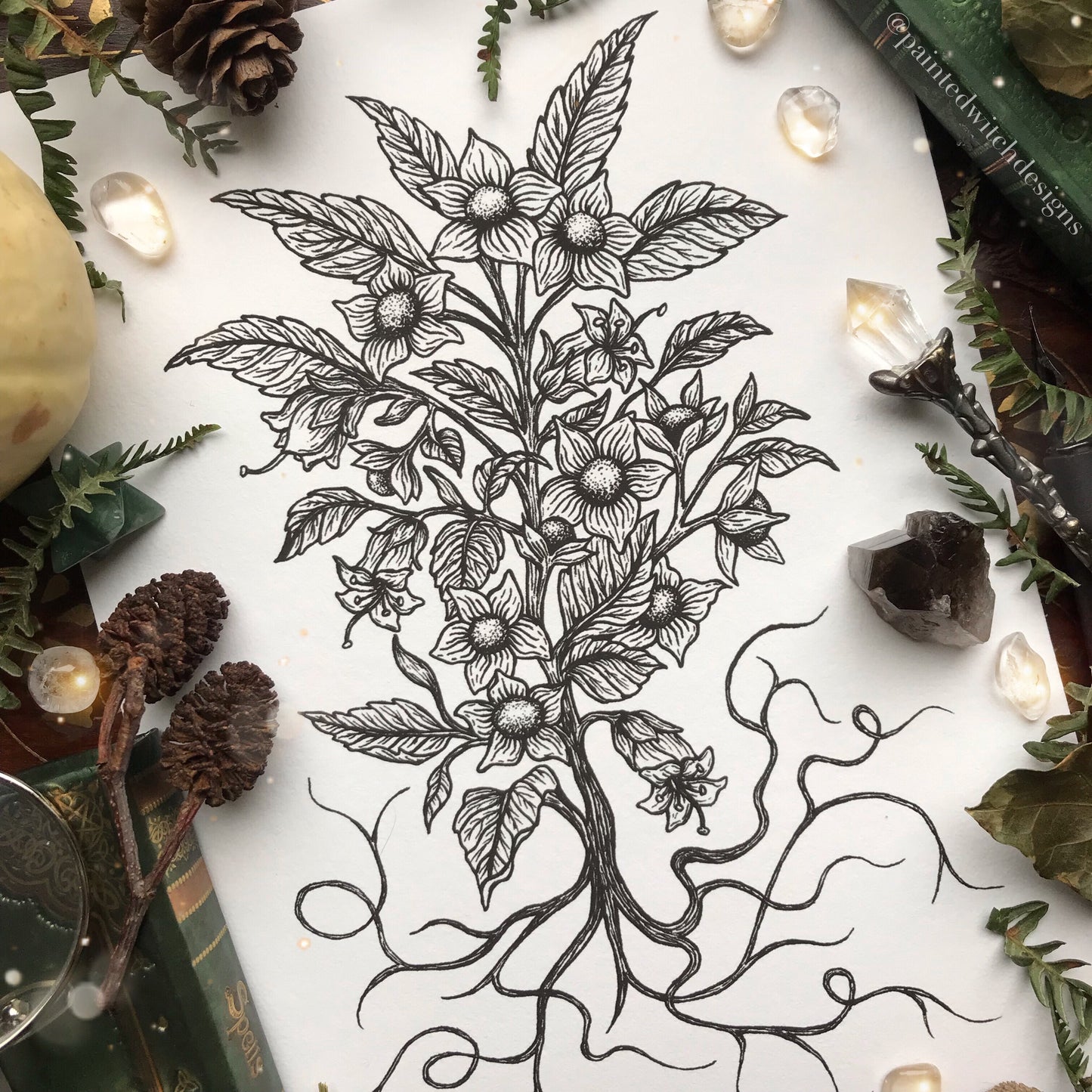 Belladonna Botanical Illustration
