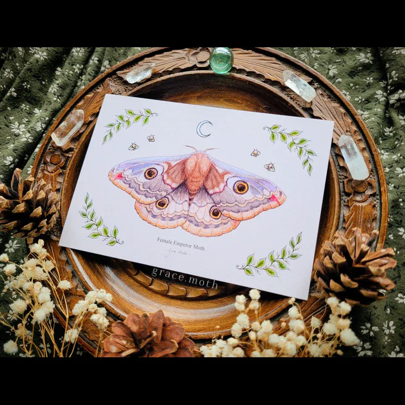 Emperor Moth - A6 Print