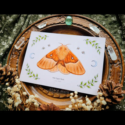 Oak Eggar Moth - A6 Print