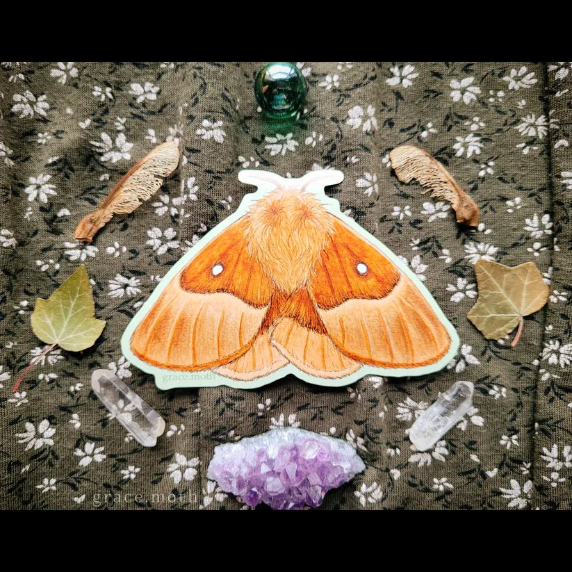 Oak Eggar Moth - Vinyl Sticker